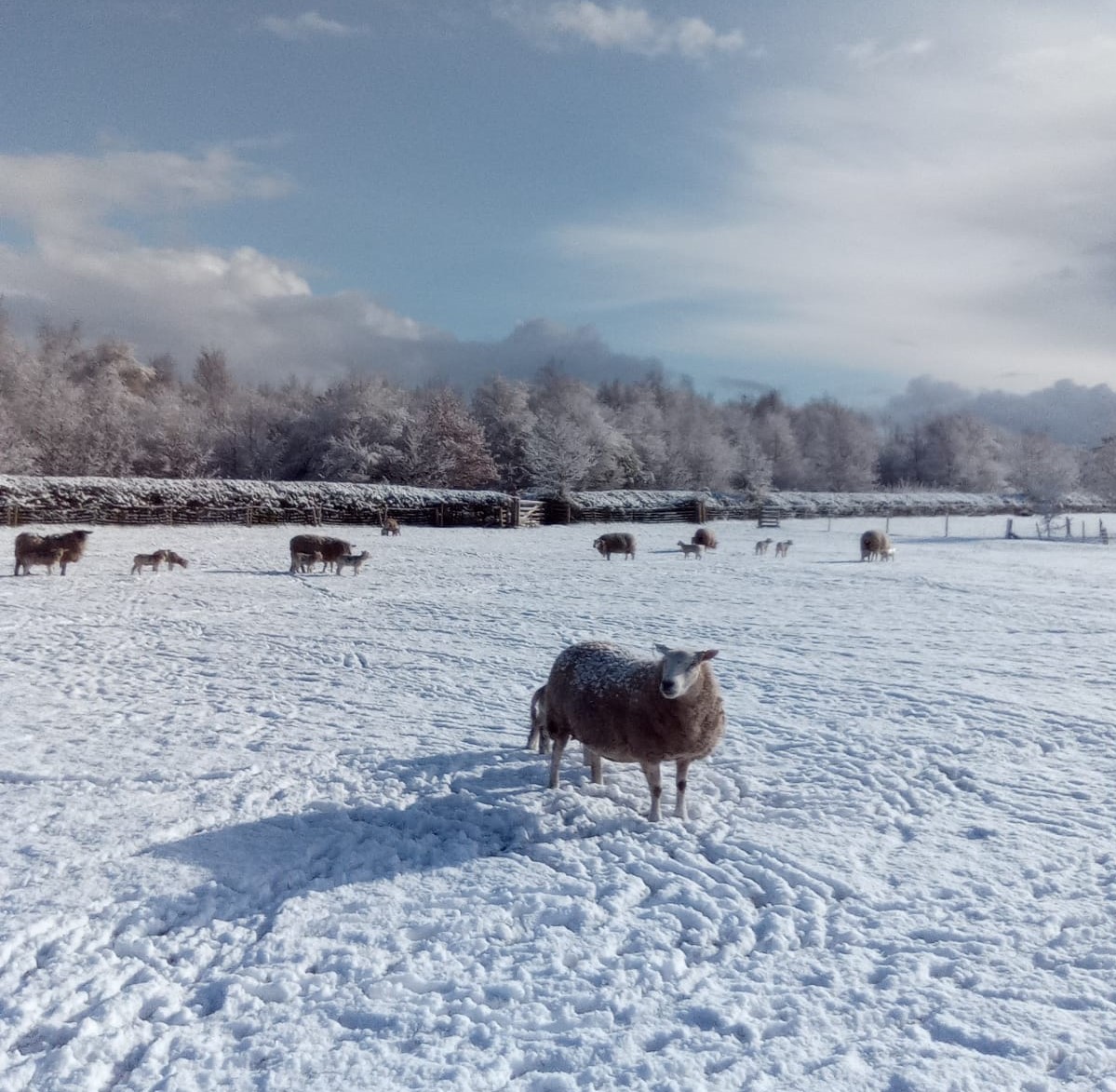 Sheep stood in a snow covered field